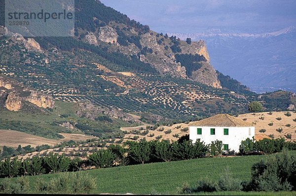 Kleie in Feld auf ländliche Landschaft  Andalusien  Spanien