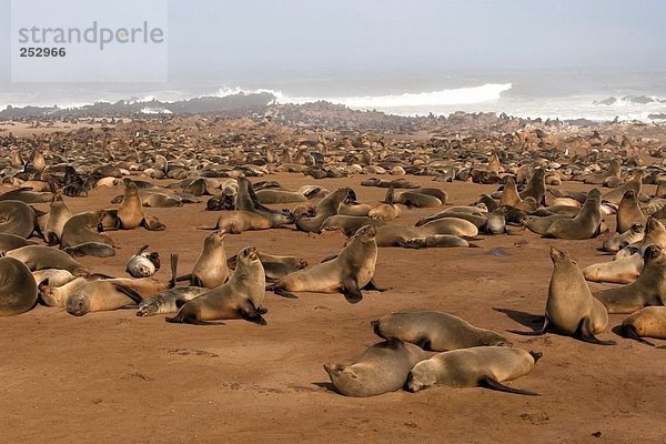 Herde von Robben am Strand  Seal  Cape Cross  Namibia