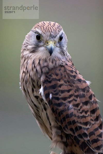 Nahaufnahme-Turmfalken (Falco Tinnunculus)