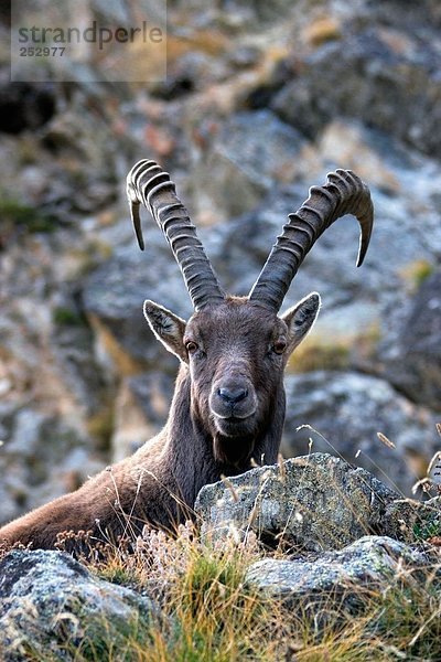 Alpensteinbock (Capra Ibex) stehend auf Berg  Gran Paradiso  Italien