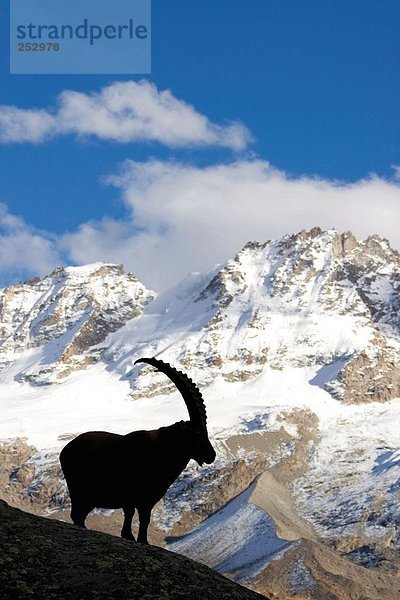 Silhouette der Alpensteinbock (Capra Ibex) stehend auf Berg  Gran Paradiso  Italien
