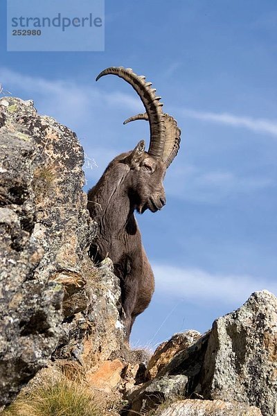 Untersicht der Alpensteinbock (Capra Ibex) stehend auf Berg  Gran Paradiso  Italien