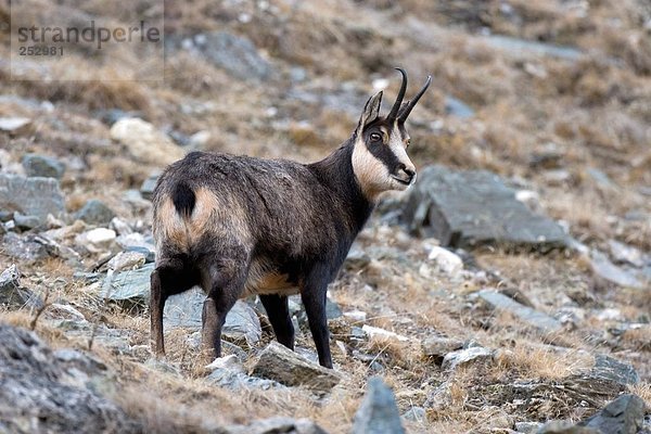 Bergziege (Oreamnos Americanus) stehend auf Berg  Gran Paradiso  Italien