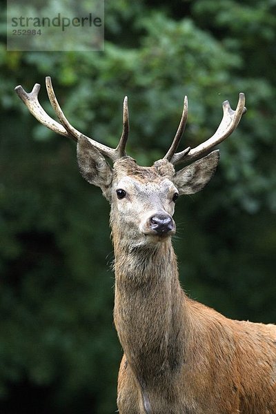 Rothirsch (Cervus Elaphus) im Wald