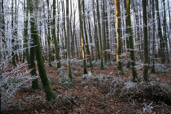 Nadelbäume in Forest gefroren