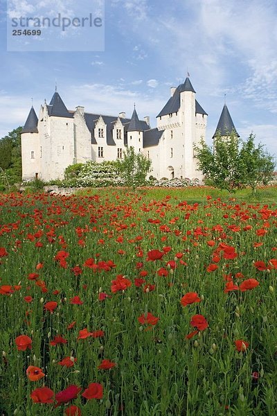 Tulip Blumen blühen vor der Burg  Château Du Rivau  Indre-Et-Loire  Frankreich