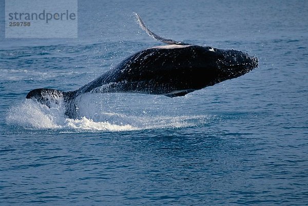Wildlife. Säugetiere (Ozean). Whale. Verstoß gegen whale