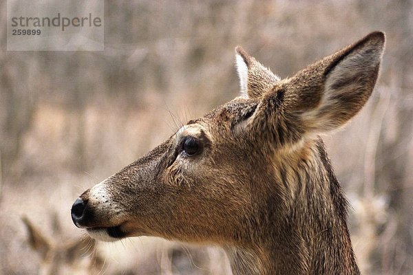 Wildlife. Säugetiere. Hirsch. Weiß - angebundenen Rotwild.