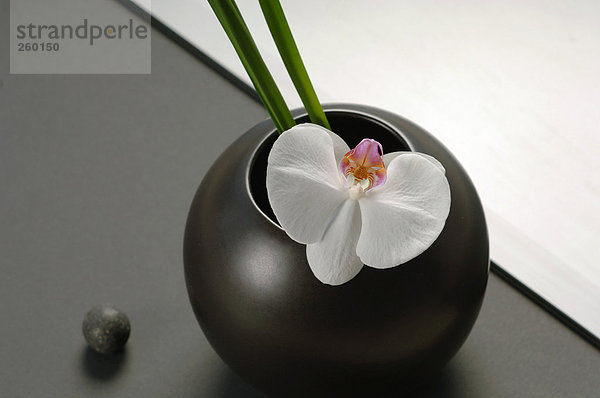 Schwarze Blumenvase mit weißer Orchidee  Nahaufnahme