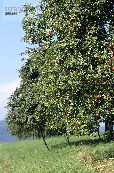 Apfelbäume auf der Wiese