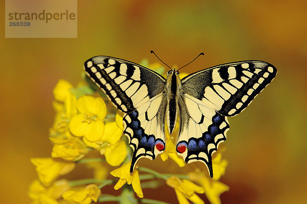 Schwalbenschwanz-Schmetterling auf Blume sitzend