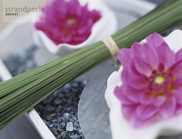 Rosa Dahlien und Grasbüschel auf dem Tablett