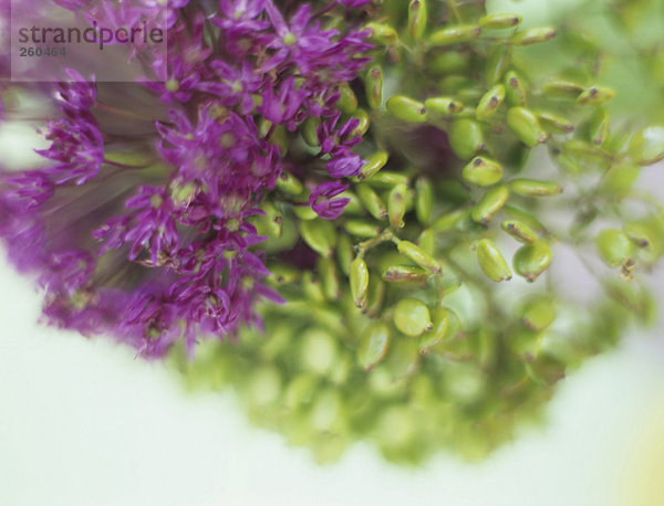 Allium Giganteum  Nahaufnahme