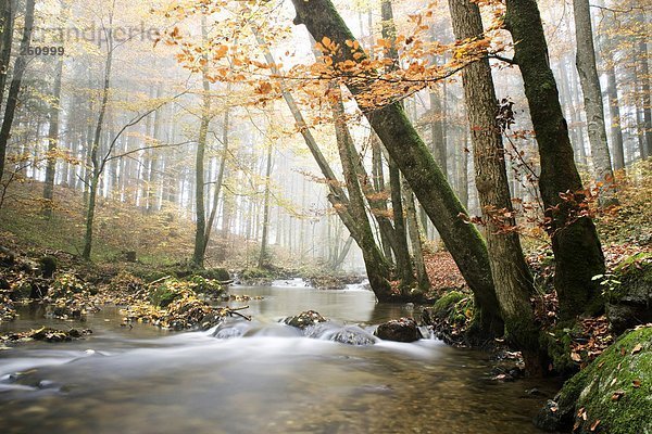 Österreich  Mondsee  Helenental  Salzkammergut  Wald und Bach im Herbst