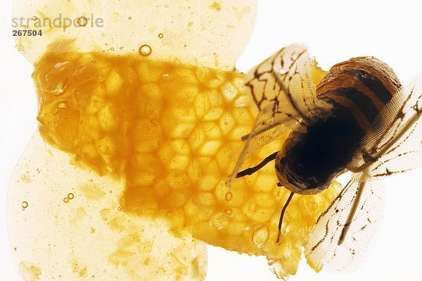 Honig  Honigwabe und Biene