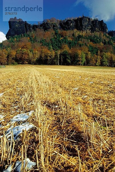 Geerntete Feld vor Wald  Niedersachsen  Deutschland