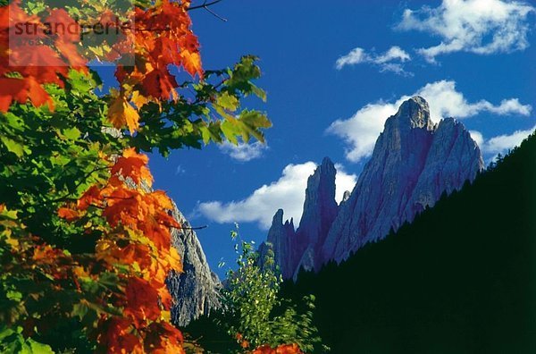 Ahornblatt Trentino Südtirol Berg Hintergrund Close-up Dolomiten Gebirgskamm Italien