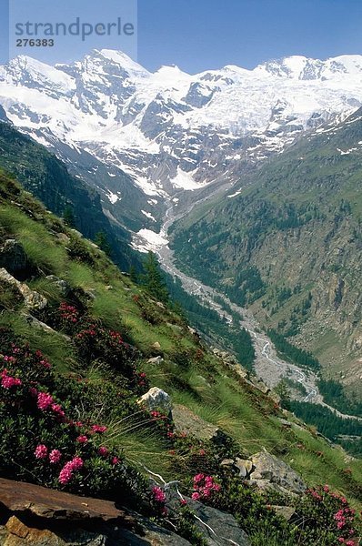 Blumen blühen auf Berg  Gran Paradiso  Piemont  Italien