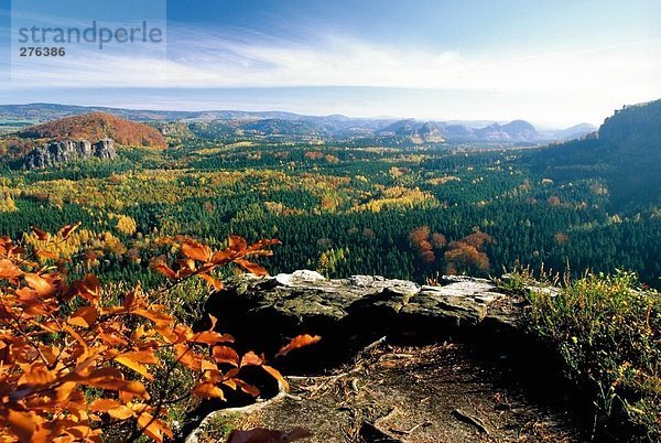 Bäume im Wald  Niedersachsen  Deutschland