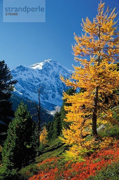 Lärchen auf Hügel  Mt Ortler  Nationalpark Stilfserjoch  Südtirol  Italien