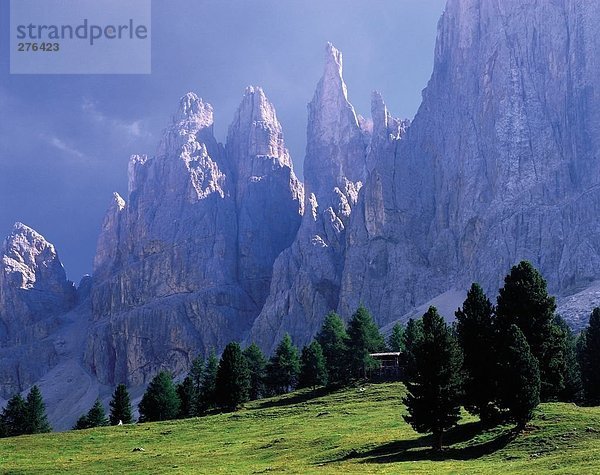 Bäume auf Landschaft  Mt Vajolett  Dolomiten  Südtirol  Italien