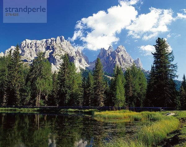 Bäume im Wald  Mt Tofana  Dolomiten  Veneto  Italien