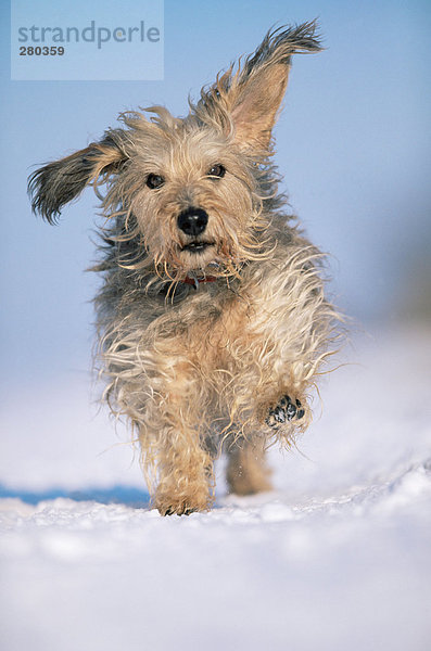 Terrier beim Laufen im Schnee