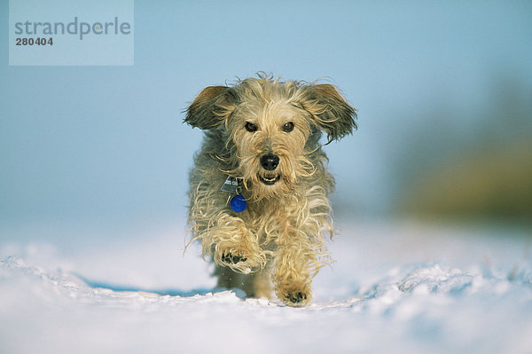 Terrier beim Laufen im Schnee