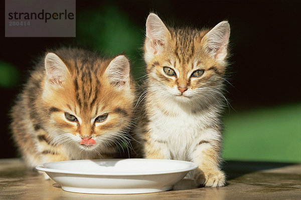 Zwei Kätzchen trinken Milch