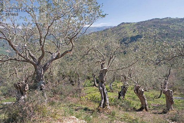 Olivenbäume auf Hill  Sizilien  Italien