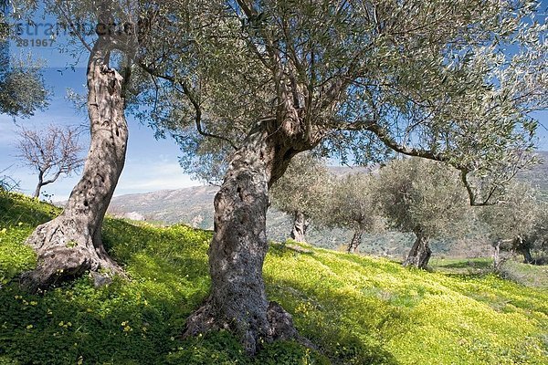 Olivenbäume auf Landschaft  Madonie Mountains Natural Park  Sizilien  Italien