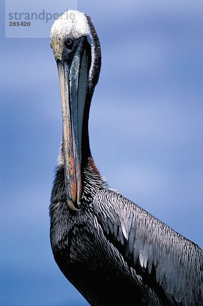 Nahaufnahme-Brown Pelican (Pelecanus Occidentalis)  Galapagos-Inseln  Isabella Insel  Ecuador