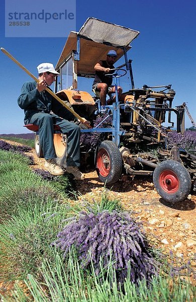 Landwirte auf Traktor in Lavendelfeld  Frankreich