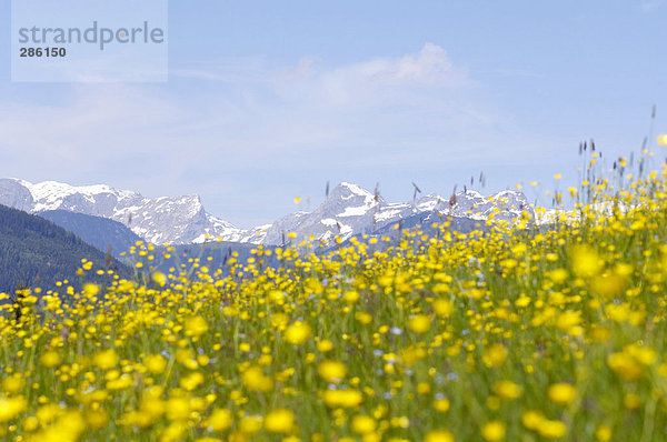 Boomende Sommerwiese  Alpen im Hintergrund