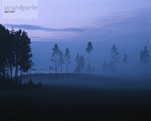 Ansicht des nebligen Wald in der Dämmerung.