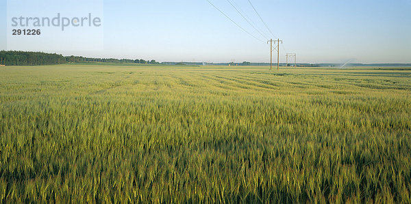 Stromleitungen in ein Feld des Kornes.