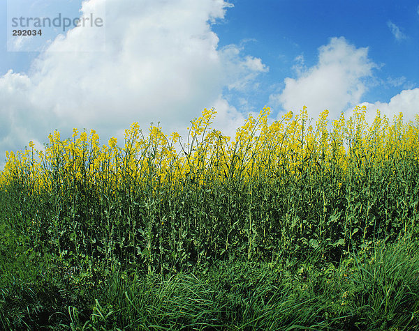 Blühende Vergewaltigungen in einem Feld.