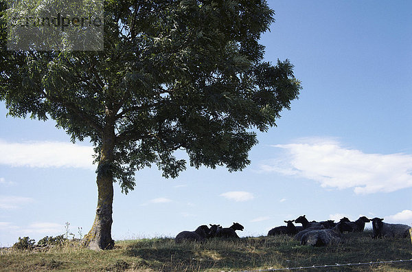 Eine Herde von Schafen im Schatten eines Baumes.