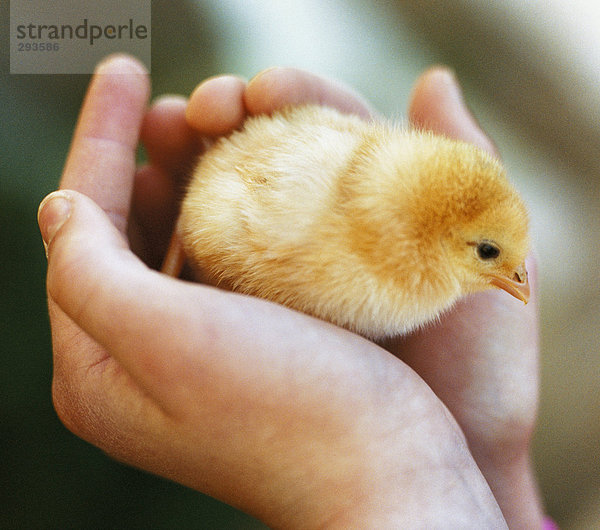 Eine kleine Huhn in ein paar Hände.