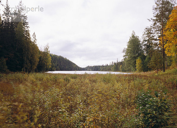 Ein See  umgeben von einem Wald Herbst.