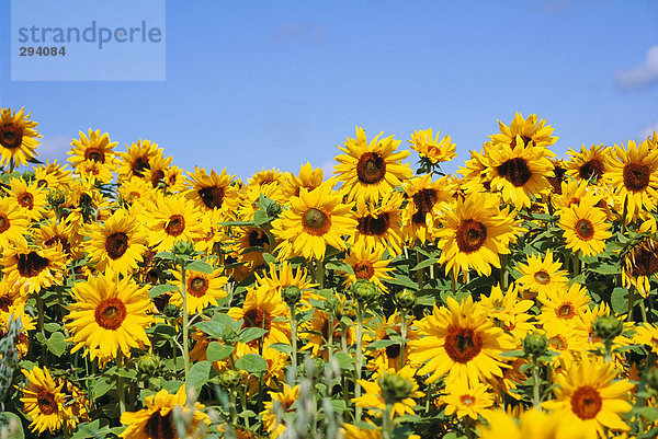 Sonnenblumen in ein Feld und einem blauen Himmel.