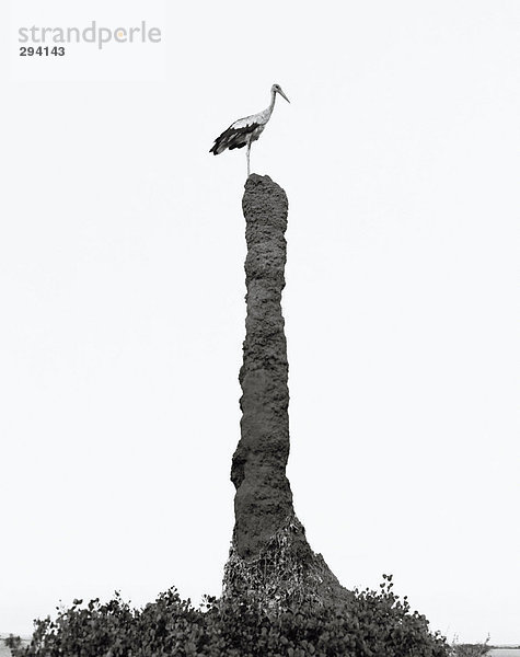 Ein Storch steht auf einem sehr hohen Felsen.
