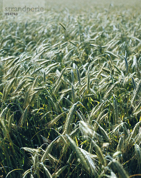 Ein Feld des Kornes.