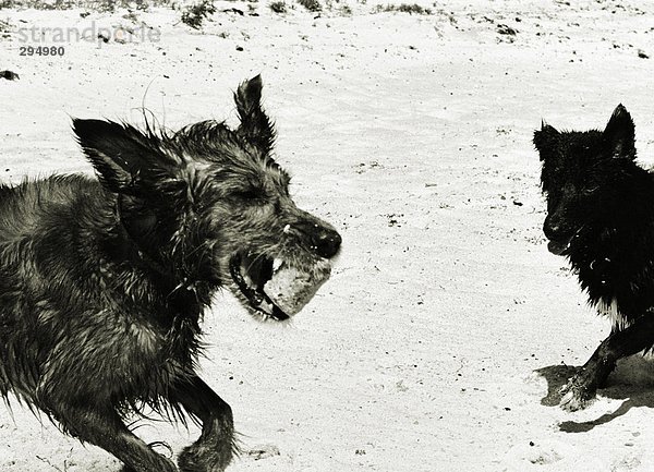 Zwei Hunde auf einem Strand spielen.