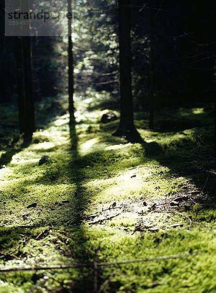 Sonnenlicht in einem Wald.