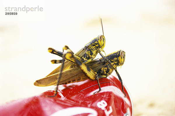 Zwei Grasshopper Paarung auf ein Soda kann.