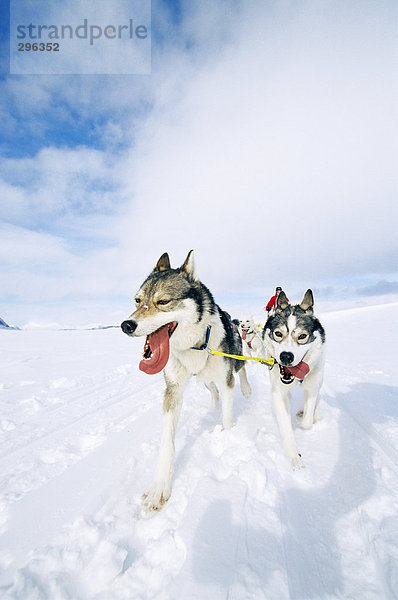 Hunde in den Schnee Siberian Husky.