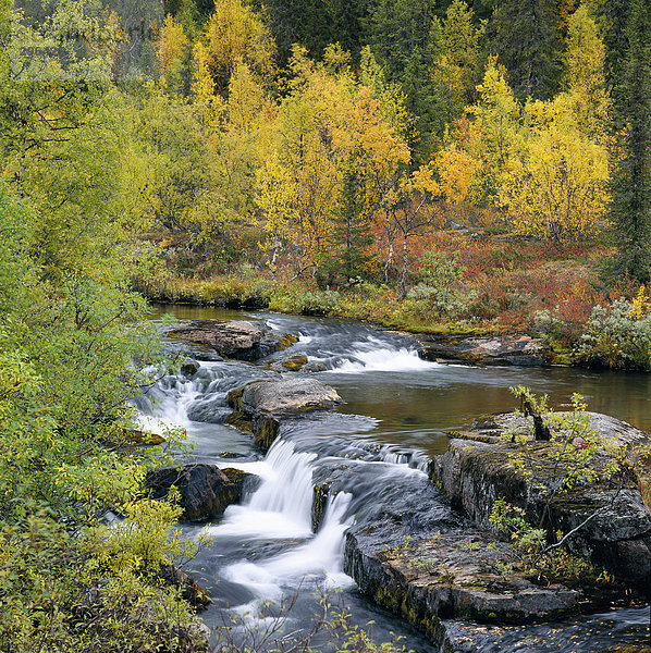 Ein Stream in ein Herbst farbige Gesamtstruktur.