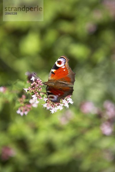 Ein Schmetterling auf Blume Großaufnahme.