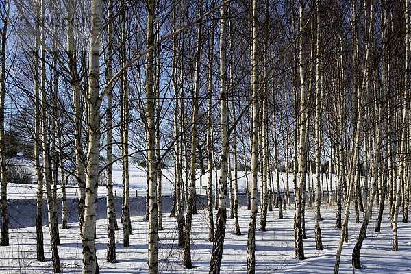 Baum-Stämme in einem verschneiten Wald.